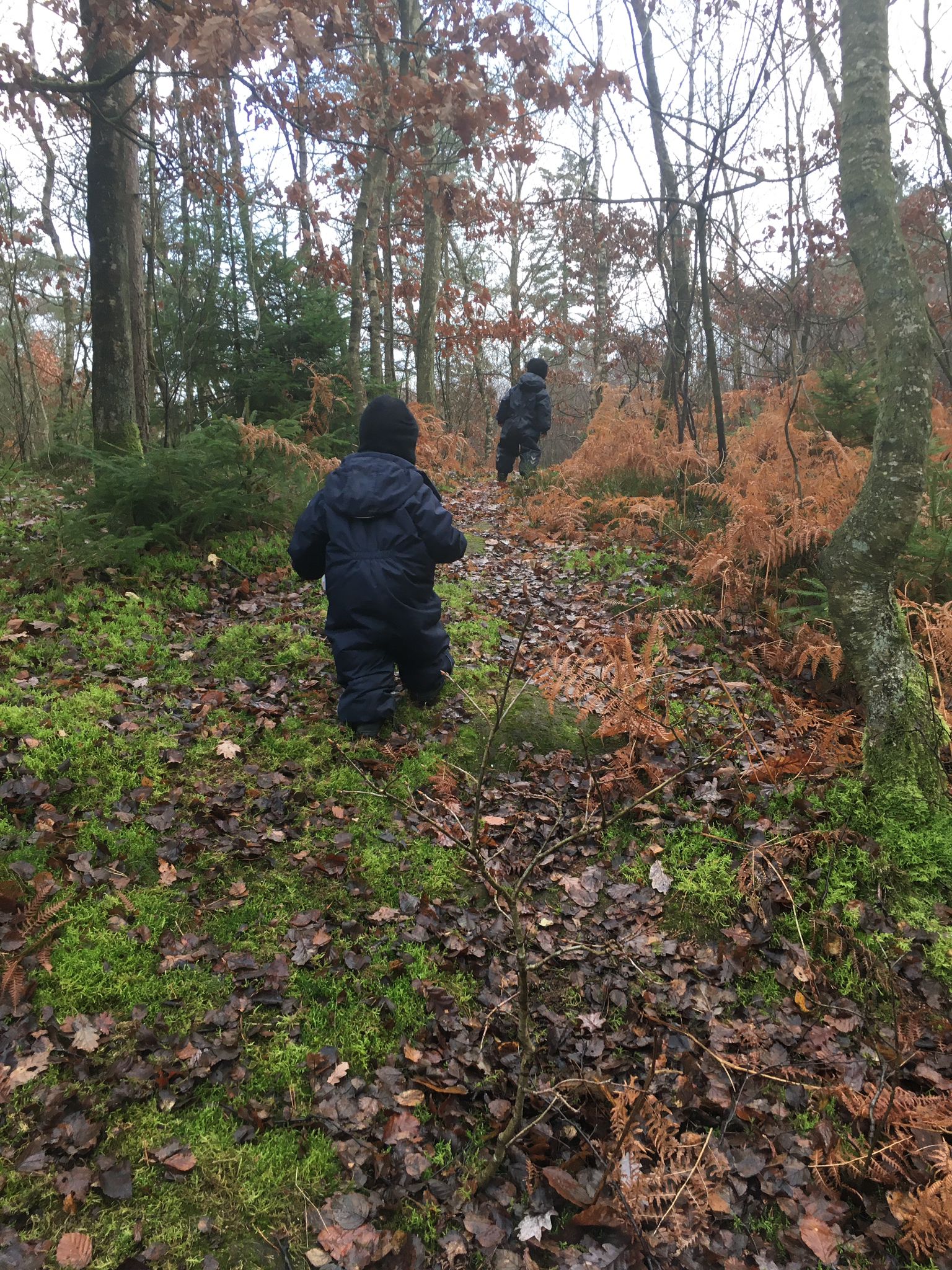 Billede af børn i en skov